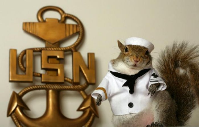 Navy squirrel.jpg (37 KB)